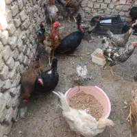 مرغ و جوجه محلی زیر مرغی|حیوانات مزرعه|زابل, |دیوار