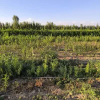 زمین-کشاورزی-برای-گوجه-کاری