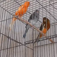 قناری نرابلغ سرخ' سرخ 'طوسی