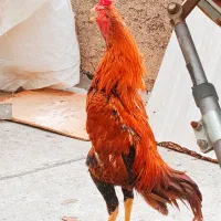 خروس لاری اصیل