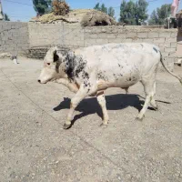 گوساله