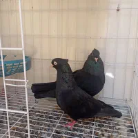 جفت زاغ آبادانی