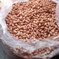 بادام زمینی