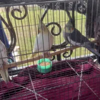 سه عدد طوطی عروس باهوش