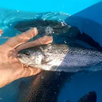 بچه ماهی تروت رنگین کمان