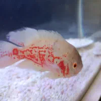 ۲ اسکار سالم،آماده جفت گیری