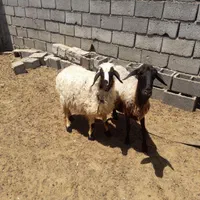 میش وبره