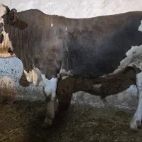 گوساله سیمنتال گوشتی ۵۰۰کیلویی