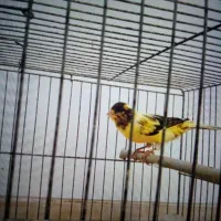 قناری نر آماده
