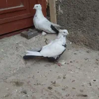 کبوتر ۳جفت کفتر رنگی