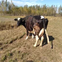 گاو شیری با گوساله