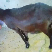 گوسفند آبستن سه ماه نیم  سنو‌شده قزل افشار دوقلو|حیوانات مزرعه|مینودشت, |دیوار