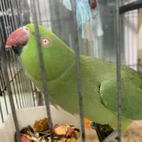 مینا عروس هلندی گرینجیک و مرغ عشق طوطی|پرنده|میناب, |دیوار