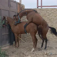 اسب مادیان ۵ ساله|اسب و تجهیزات اسب‌سواری|بزینه رود, |دیوار