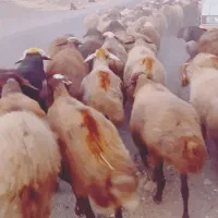 ۶۰راس گوسفند آبستن جوان با۴راس بره|حیوانات مزرعه|موچش, |دیوار