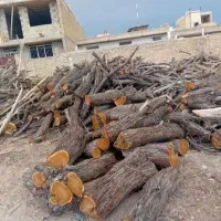 انواع درخت و چوب به بالاترین قیمت
