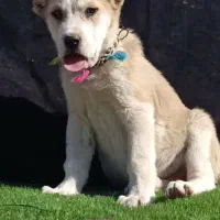 توله الابای در گلستان