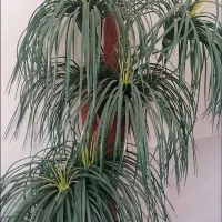 نخل مصنوعی|گل مصنوعی|صدرا-فارس, فاز ۲|دیوار