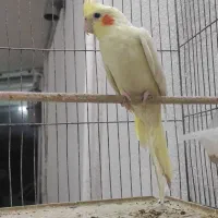 عروس هلندی لوتینو