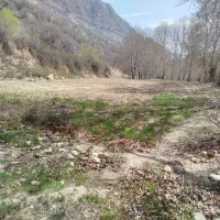 زمین کشاورزی و برنجکاری|فروش زمین و ملک کلنگی|پاتاوه, |دیوار