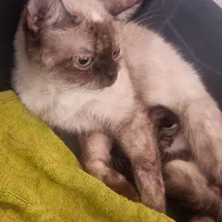 گربه پرشین اسکاتیش ارزون|گربه|گنبد کاووس, |دیوار