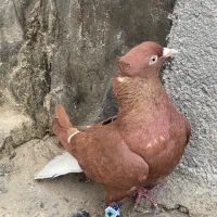 سرخ دم سفید|پرنده|مشهد, ایثار|دیوار