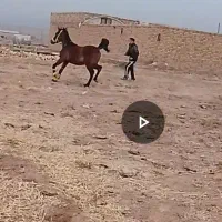 کره اسب|اسب و تجهیزات اسب‌سواری|دهدشت, |دیوار