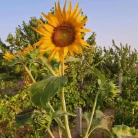خواهان آب اجاره از چاه مهروس