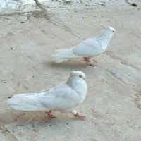 سفید اراکی اصل|پرنده|پاکدشت, پاکدشت (مامازند)|دیوار