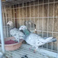 کفتر سرور پلاکی