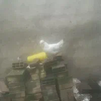 گلین و لاری|حیوانات مزرعه|رشت, پاره بیجار|دیوار