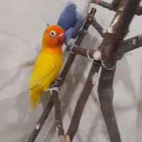 طوطی برزیلی