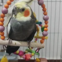 دو عدد عروس هلندی