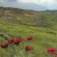 طراحی لوگو، بنر و تیزر با کیفیت و قیمت مناسب