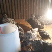 جوجه مرغ آمروک|حیوانات مزرعه|اطاقور, |دیوار