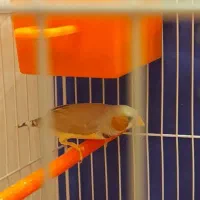 فنچ نرو ماده اهویی ابلغ ۴ماهه جوان|پرنده|مشهد, هفت تیر (آب و برق)|دیوار