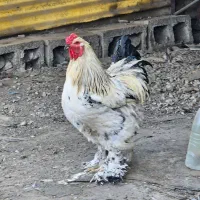 برهما اصیل|حیوانات مزرعه|بانه, |دیوار