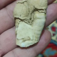 فسیل قارچ چندمیلیون ساله نایاب وتک