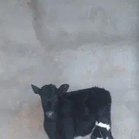 گاو گوساله|حیوانات مزرعه|زاهدان, |دیوار