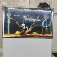 آکواریوم آب شیرین