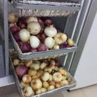 جا سیب پیازی ریلی
