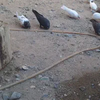 تعدادی کبوتر پرشی پلاکی زاغ کرمانی..