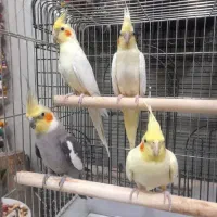 سرزمین پرندگان ققنوس|پرنده|تهران, هفت حوض|دیوار