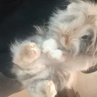 خرگوش لوپ زیر قیمت|موش و خرگوش|کرج, خرمدشت|دیوار