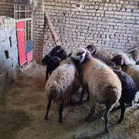 بره|حیوانات مزرعه|شراء, |دیوار