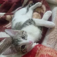 گربه خوشگل  ناز|گربه|گرگان, |دیوار