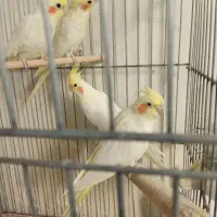 عروس هلندی لوتینو بالغ نر و ماده