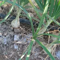 اجاره زمین کشاورزی