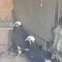 کبوتر|پرنده|کنگاور, |دیوار