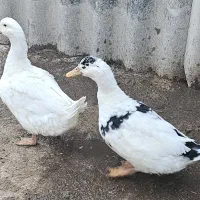 دوعدد اردک سنگین وزن یکساله سرحال